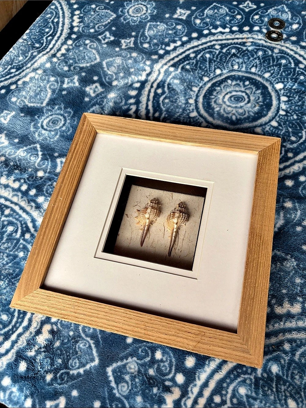 Framed Seashell Wall Decor in Brown & White